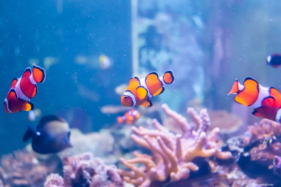 How to Collect and Transport Your Own Tropical Fish – A Step‑by‑Step Guide