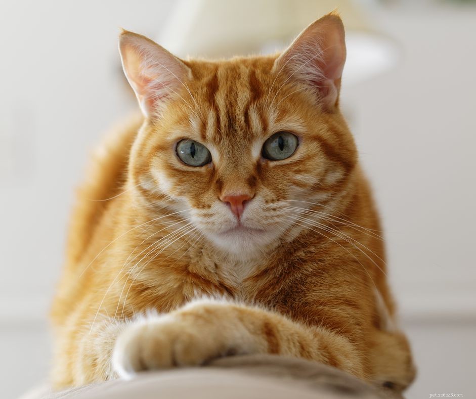 Understanding Cuterebra: Symptoms and Treatment for Cats