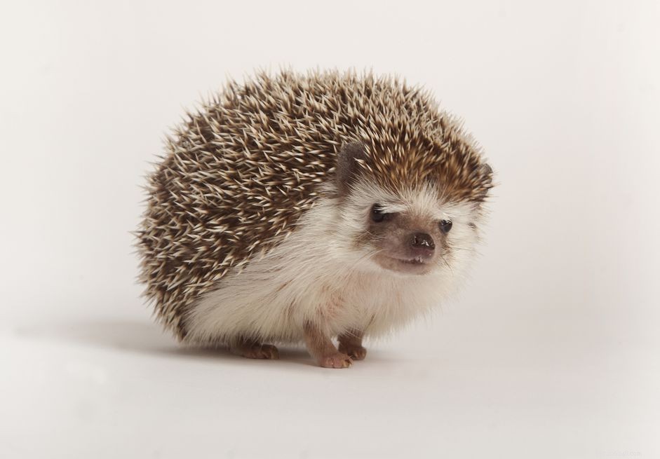The Complete Guide to Caring for Pet Hedgehogs: Tips, Nutrition, and Health