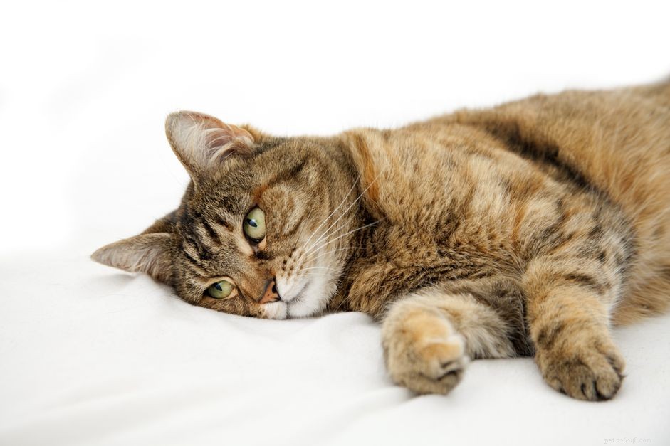Understanding Feline Seizures: Signs, Causes, and Effective Treatments