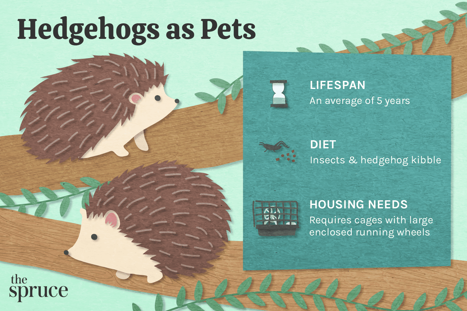 The Complete Guide to Caring for Pet Hedgehogs: Tips, Nutrition, and Health