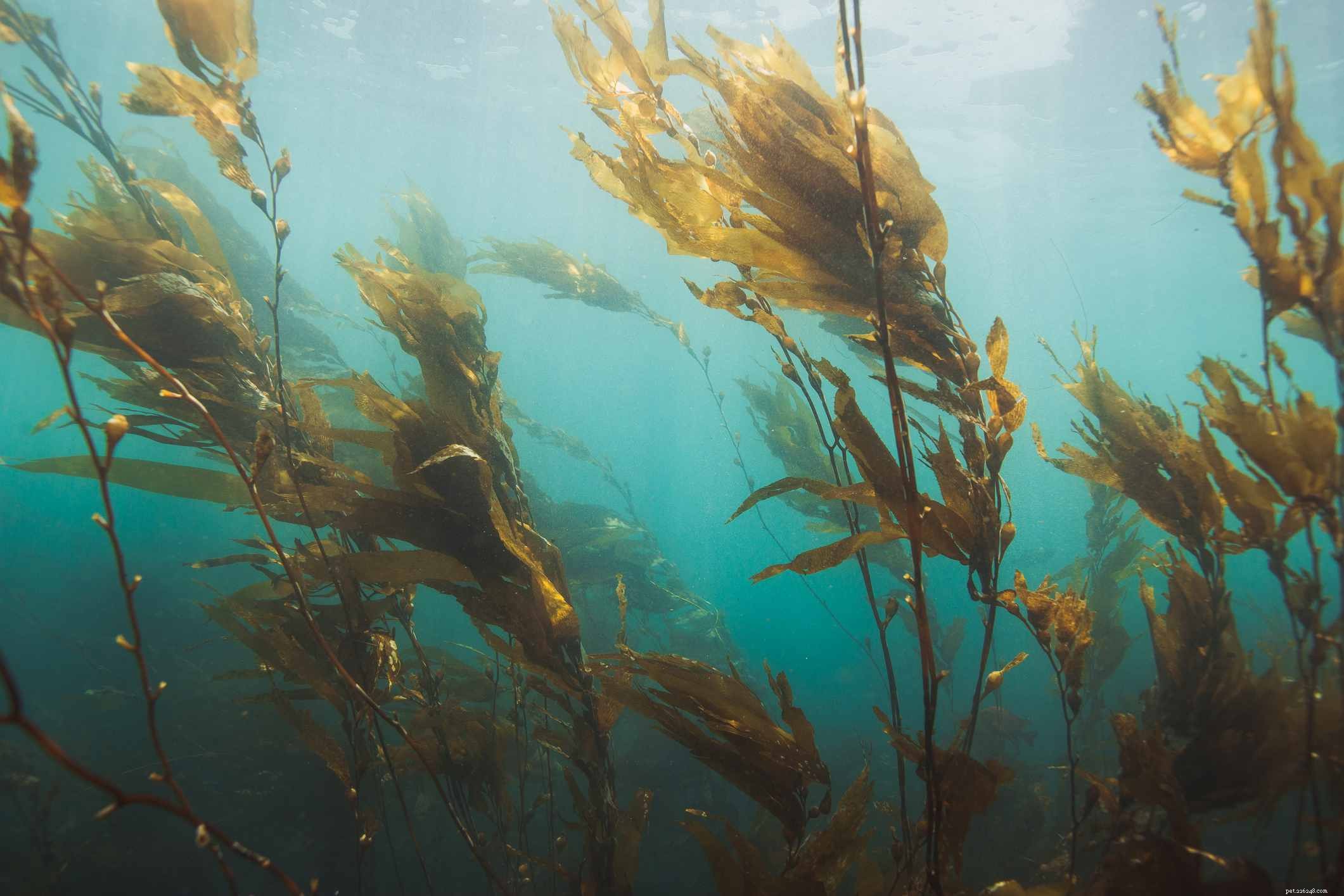 Grow Macroalgae in Your Saltwater Aquarium for Sustainable, Natural Nutrition