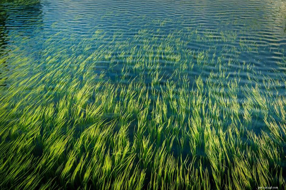 Grow Macroalgae in Your Saltwater Aquarium for Sustainable, Natural Nutrition