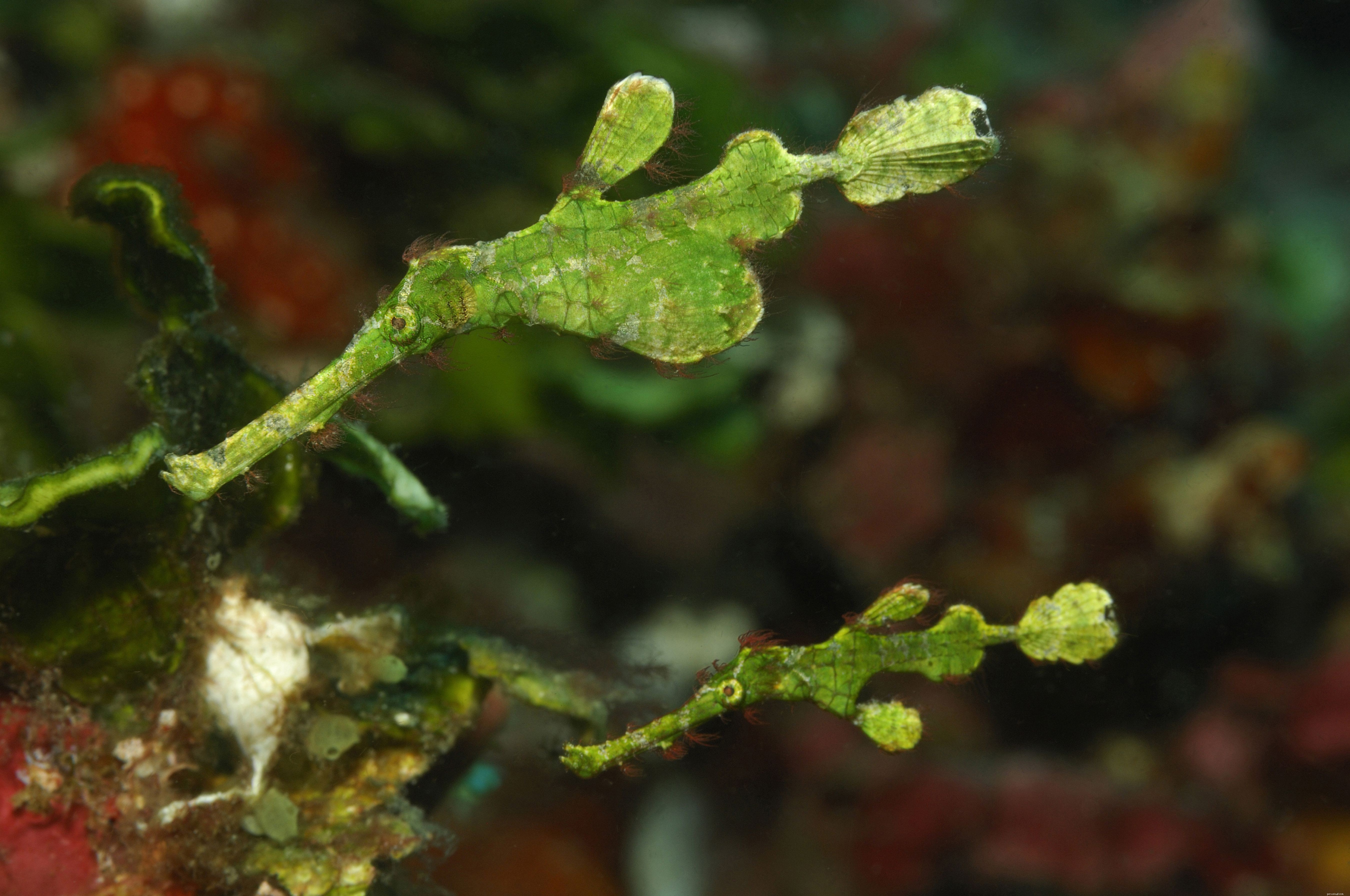 Grow Macroalgae in Your Saltwater Aquarium for Sustainable, Natural Nutrition