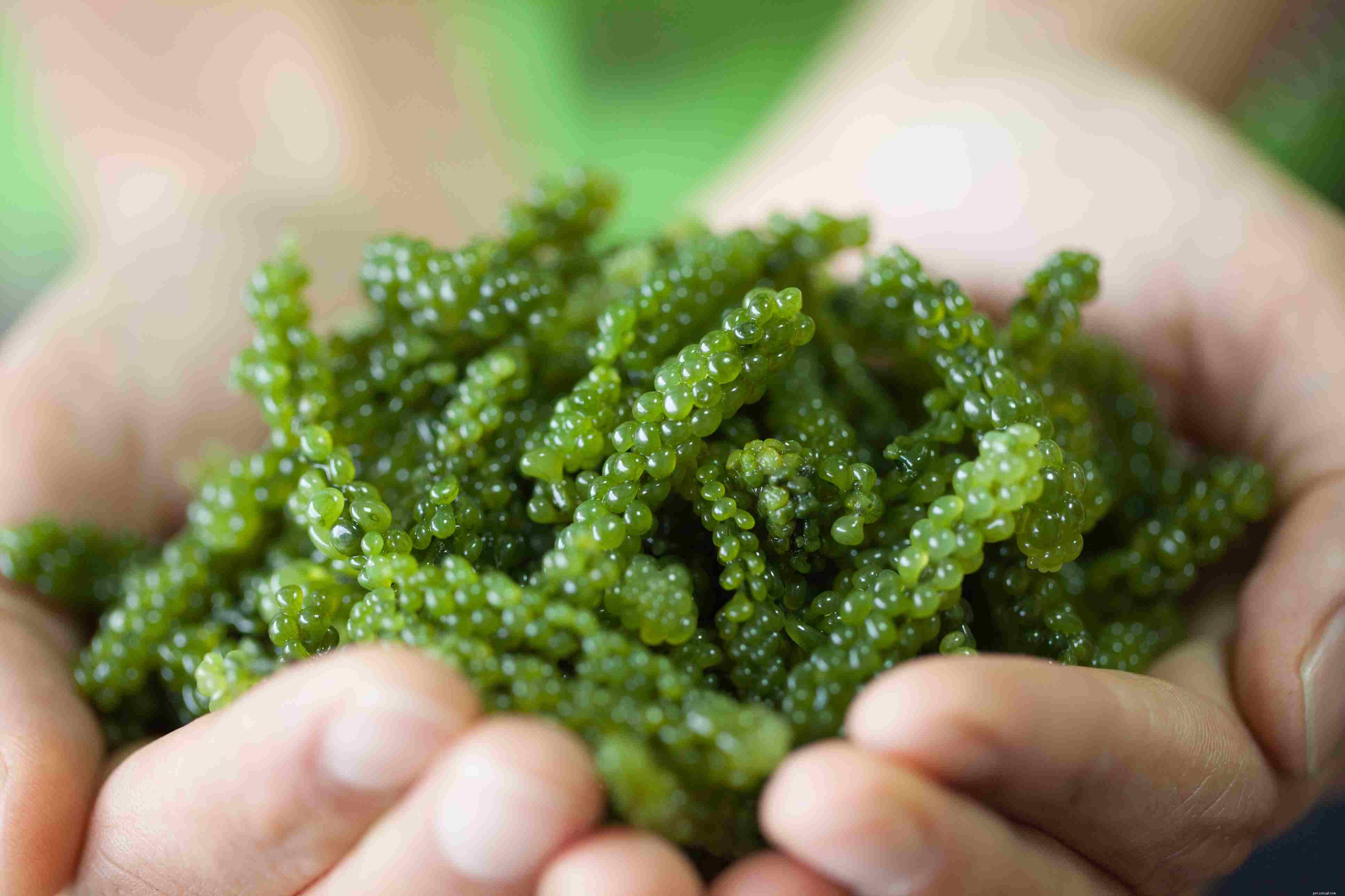 Grow Macroalgae in Your Saltwater Aquarium for Sustainable, Natural Nutrition