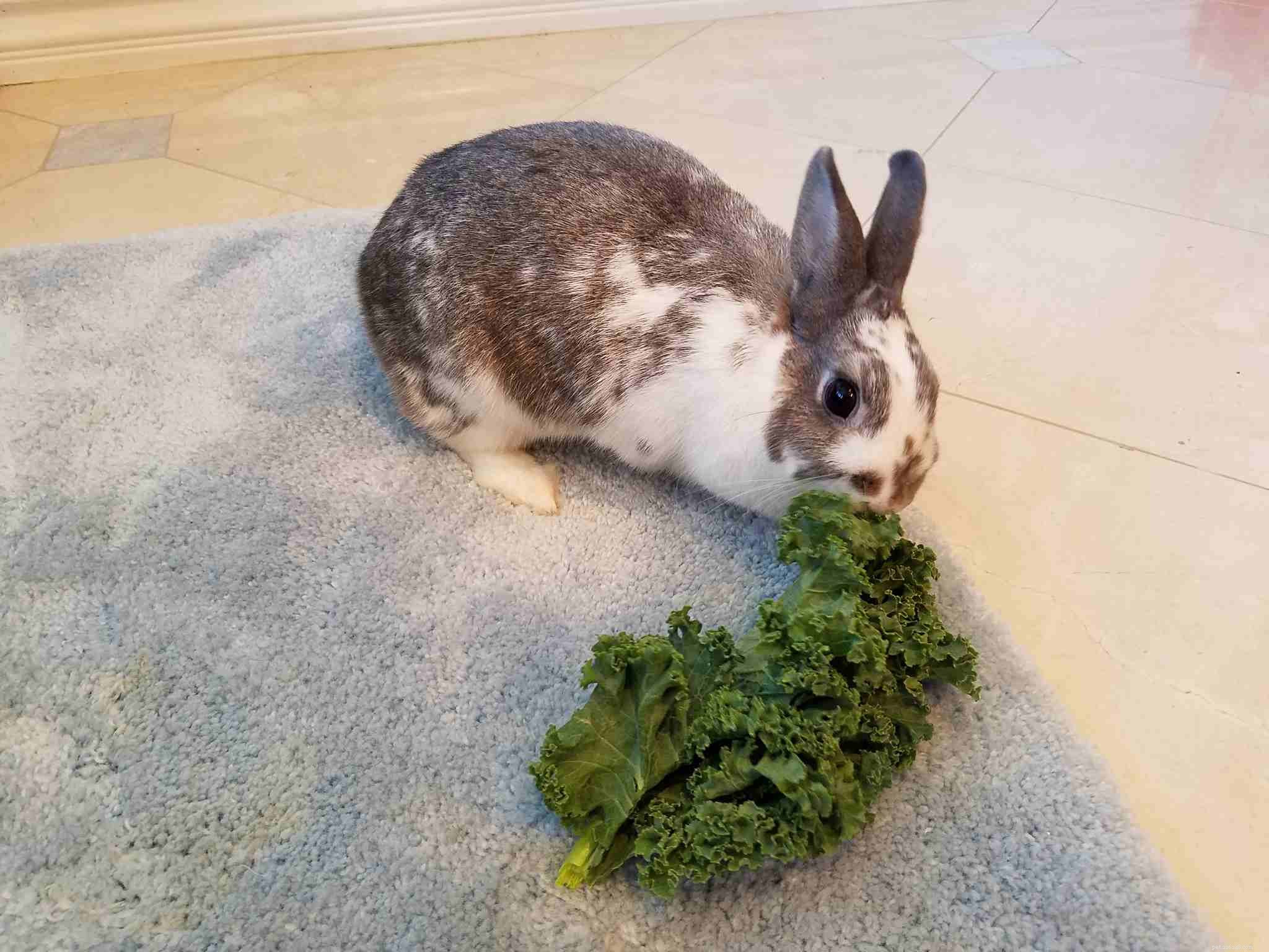 Effective Treatment Guide for Rabbit Ileus (Gastrointestinal Stasis)