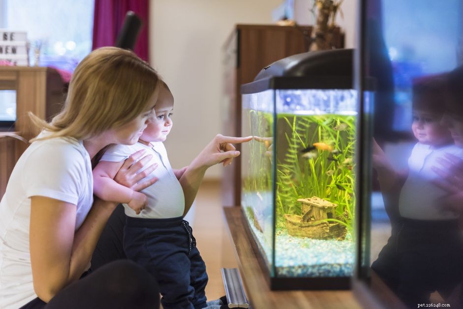 Is Grounding Your Aquarium Essential? Expert Insights