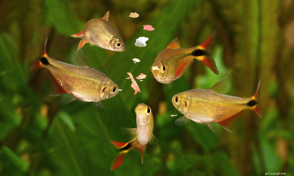 Choosing the Ideal Flake Food for Healthy Aquatic Life