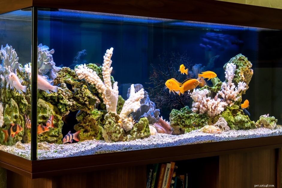 Effective Strategies to Eliminate Green Hair Algae in Saltwater Aquariums