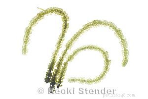 Effective Strategies to Eliminate Green Hair Algae in Saltwater Aquariums