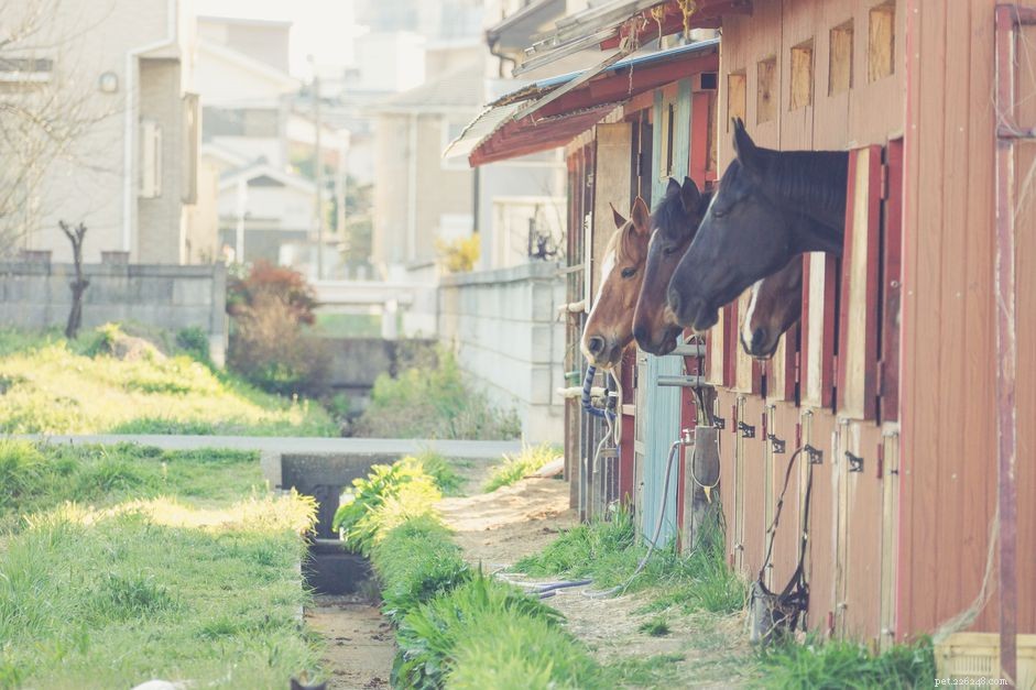 Enhance Your Stable’s Fire and Emergency Safety: Practical Design & Retrofitting Tips