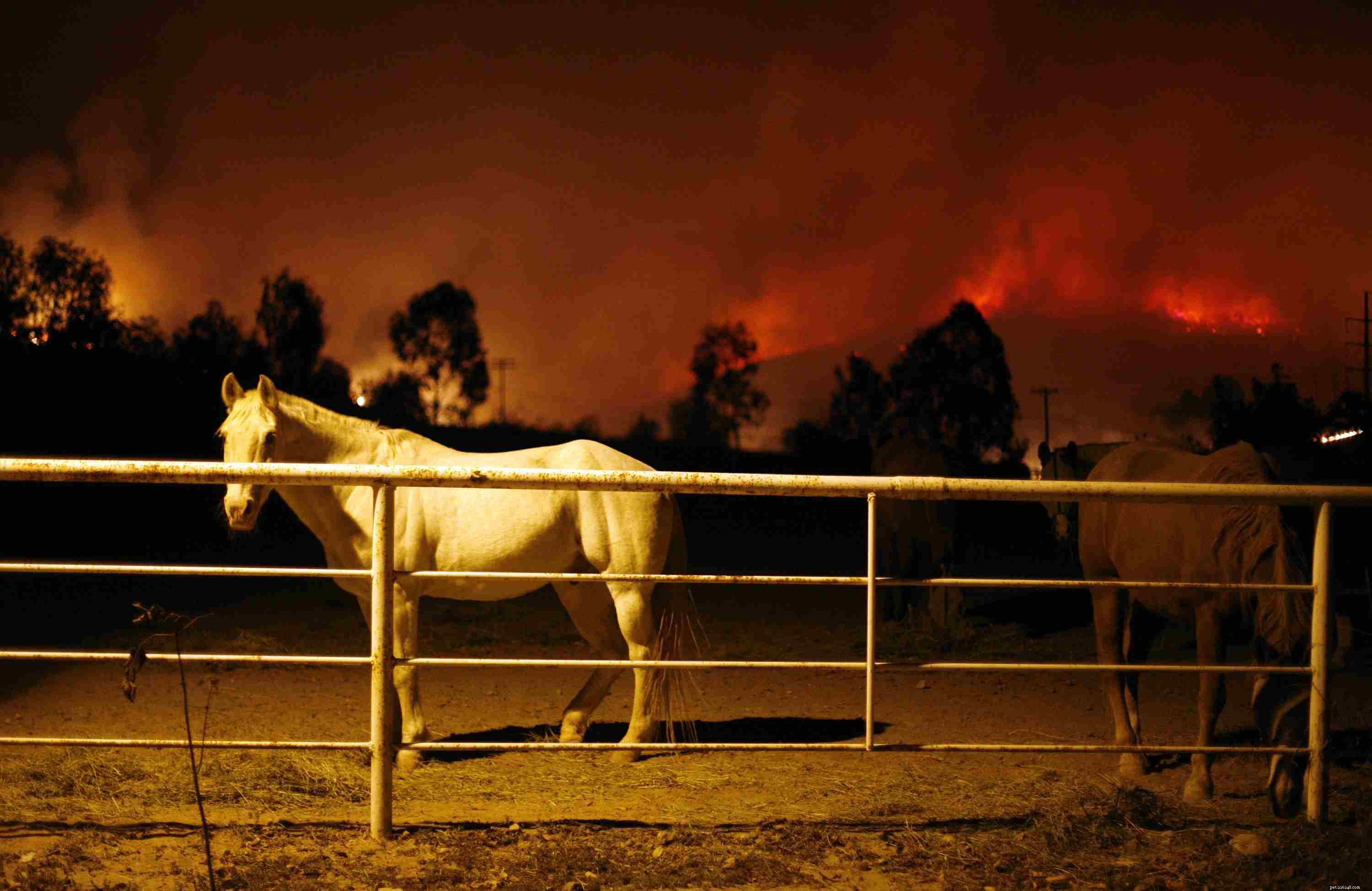 Enhance Your Stable’s Fire and Emergency Safety: Practical Design & Retrofitting Tips