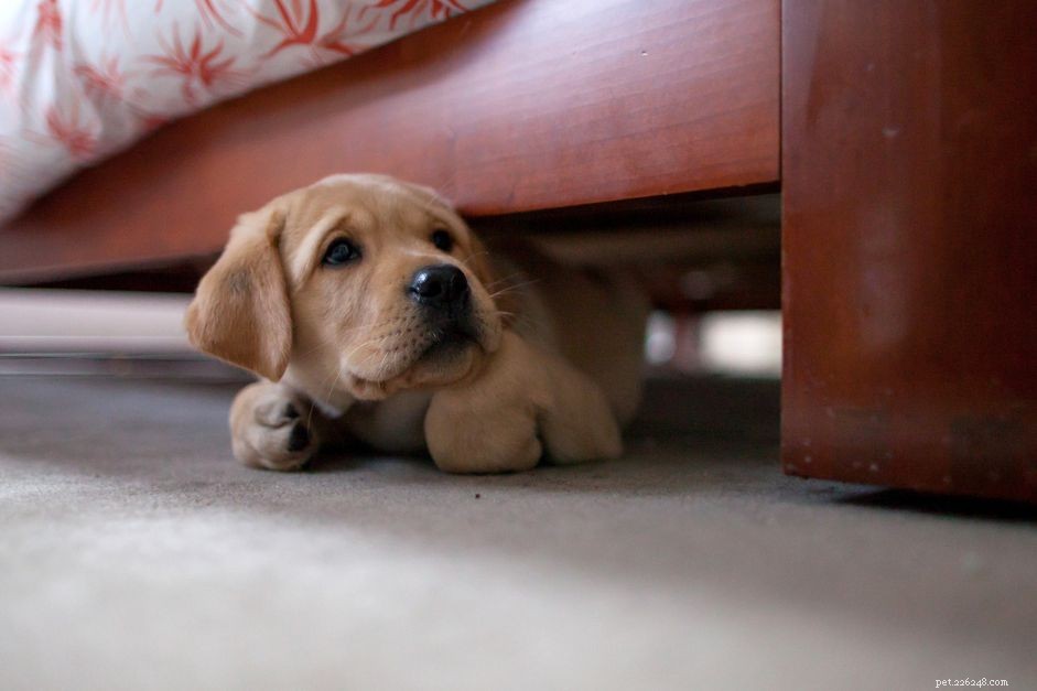 Helping Your Dog Overcome Fireworks Phobia: Expert Tips & Strategies