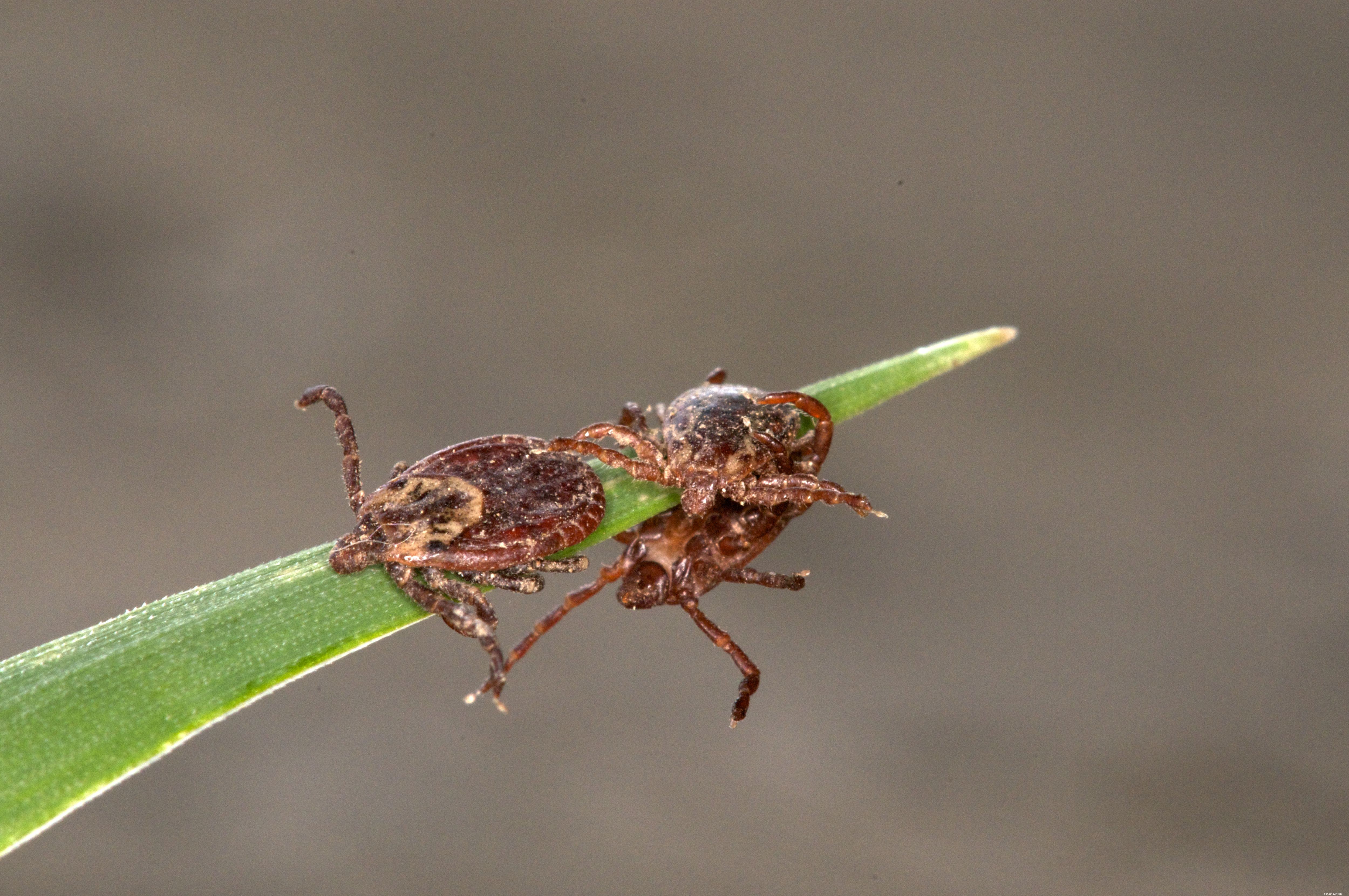 5 Essential Tick‑Protection Tips Every Dog Owner Must Know