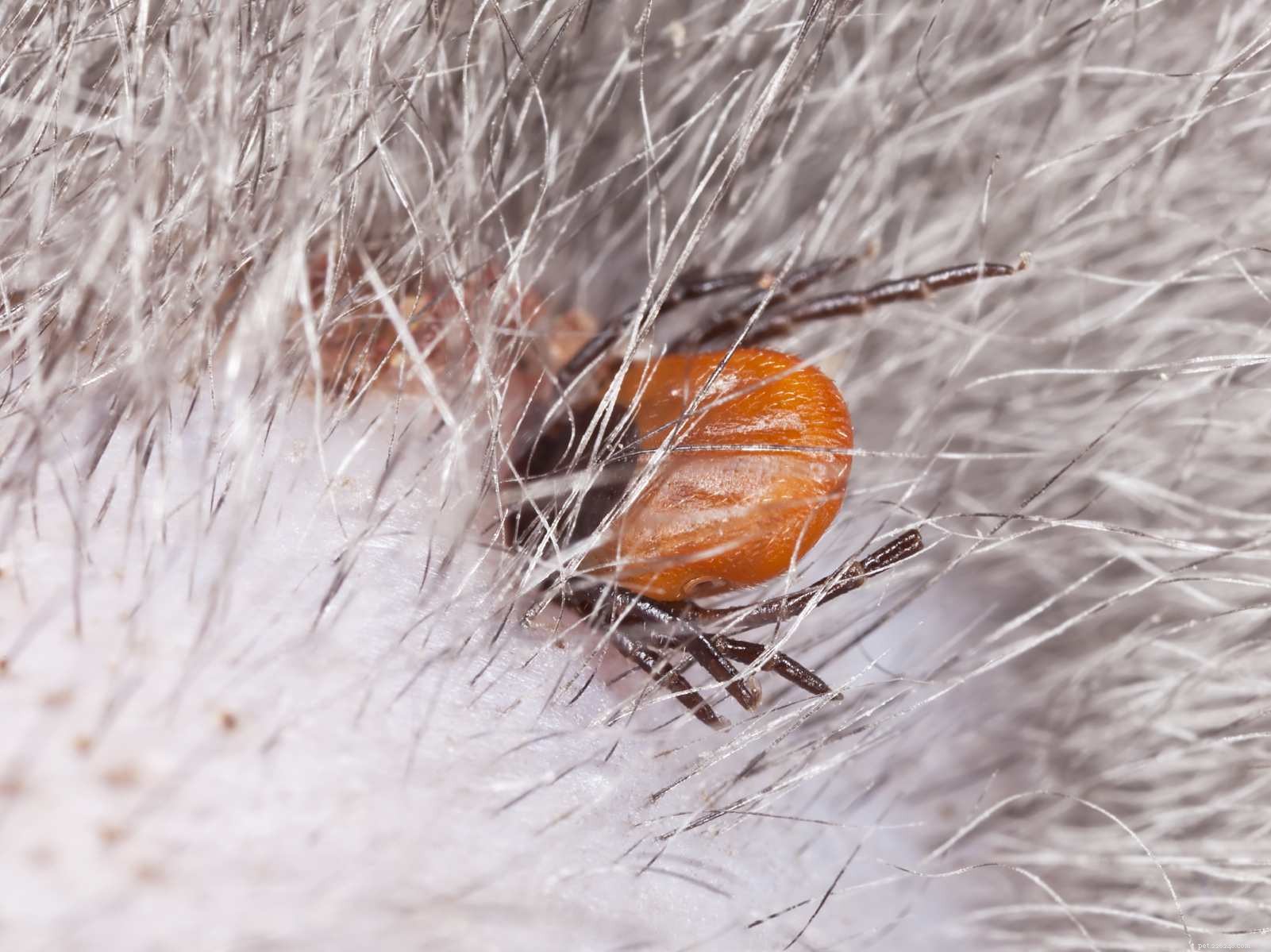 5 Essential Tick‑Protection Tips Every Dog Owner Must Know