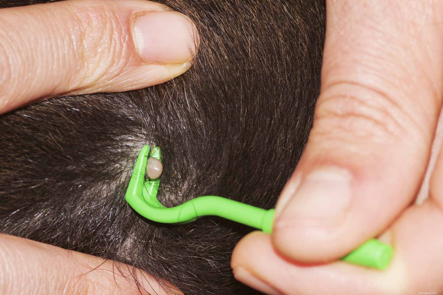 5 Essential Tick‑Protection Tips Every Dog Owner Must Know