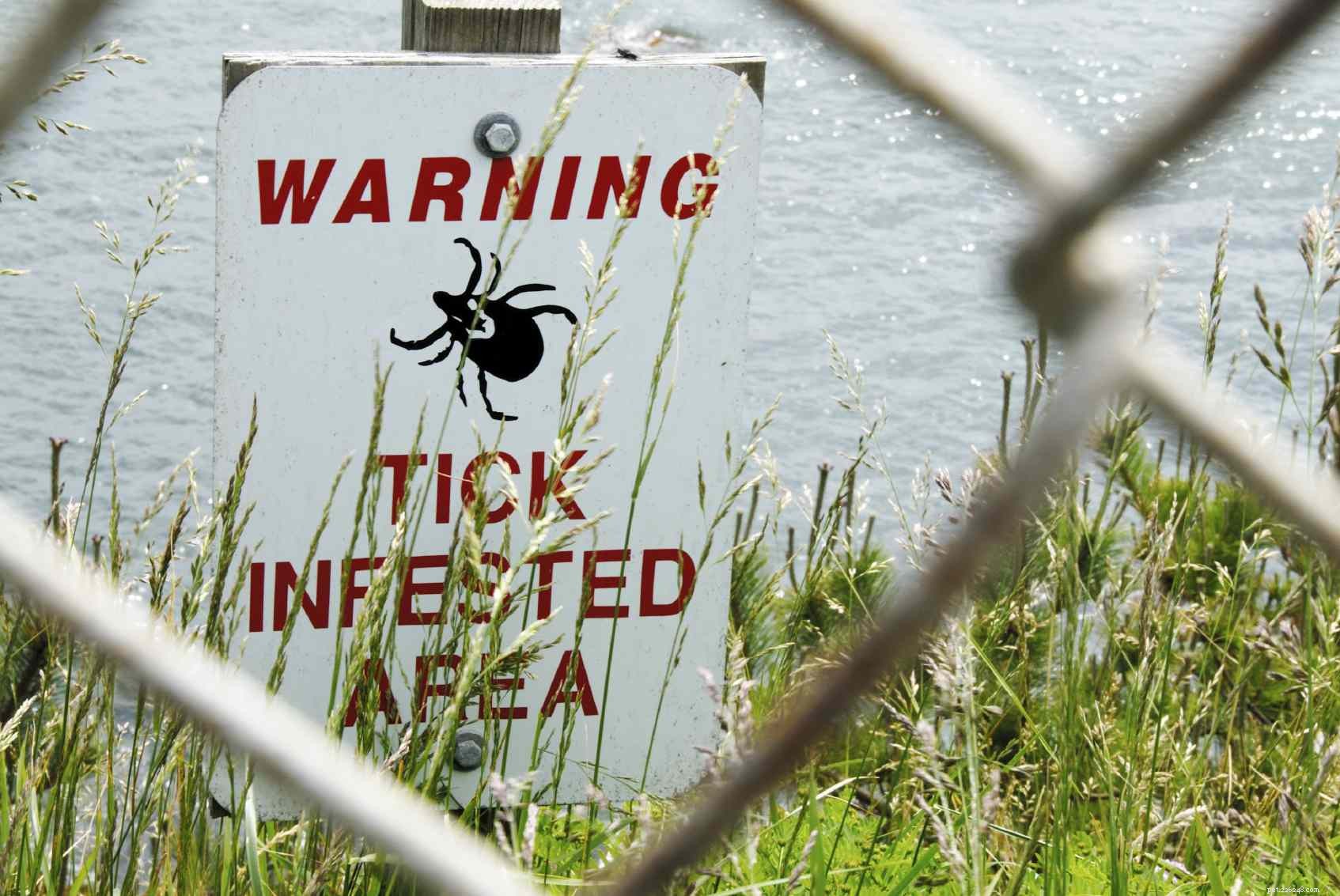 5 Essential Tick‑Protection Tips Every Dog Owner Must Know