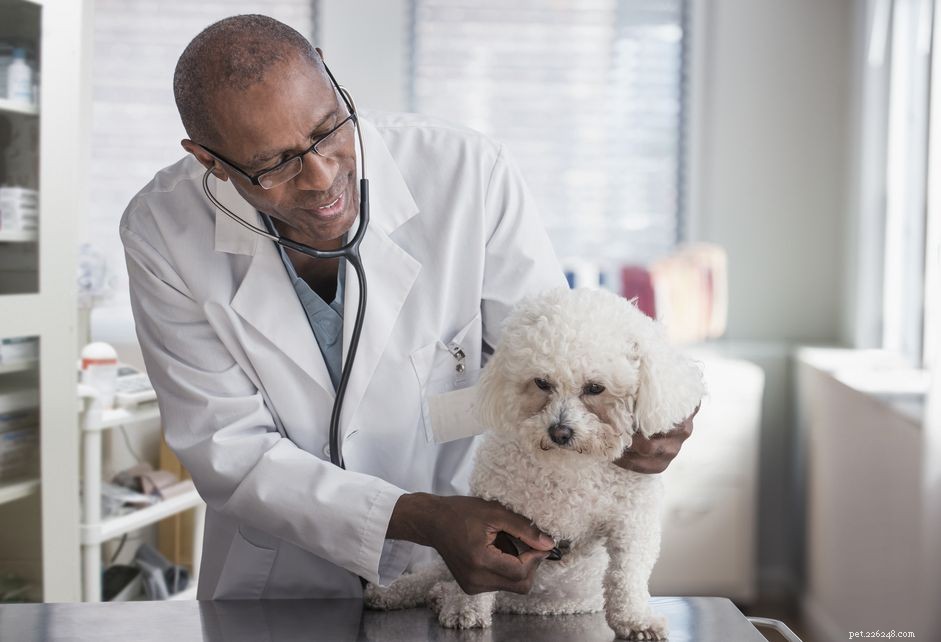 Diabetes in Dogs: Symptoms, Treatment, and Long-Term Care