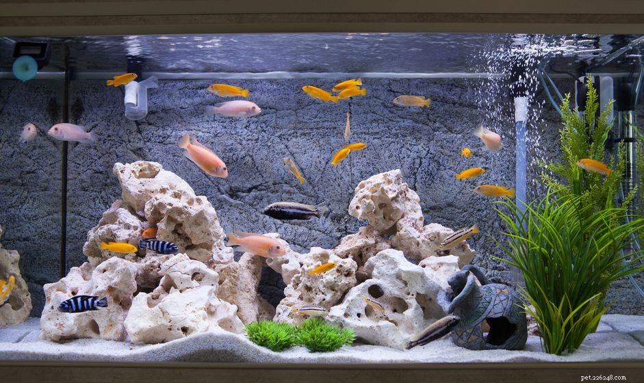 Essential Guide to Feeding Vegetarian Fish: Tips, Diets, and Fish Species