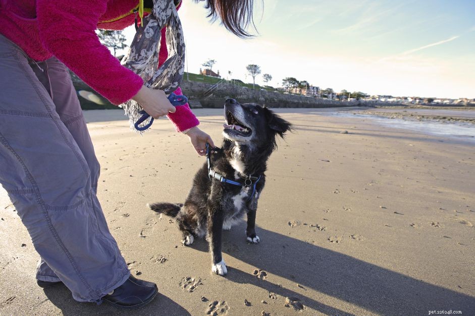 6 Proven Ways to Keep Your Dog Engaged & Prevent Boredom