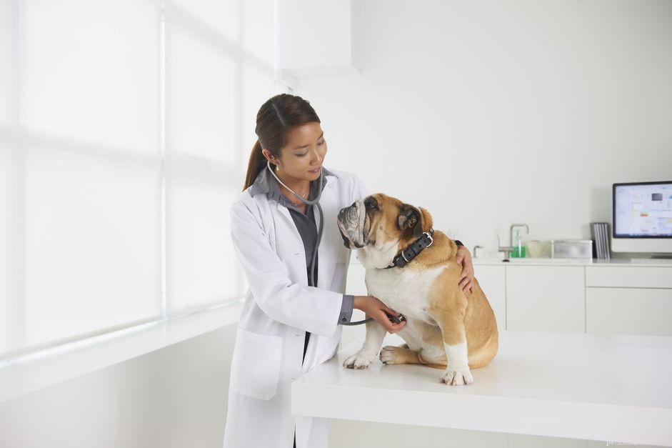 Understanding Tracheal Collapse in Dogs: Causes, Symptoms, and Treatments