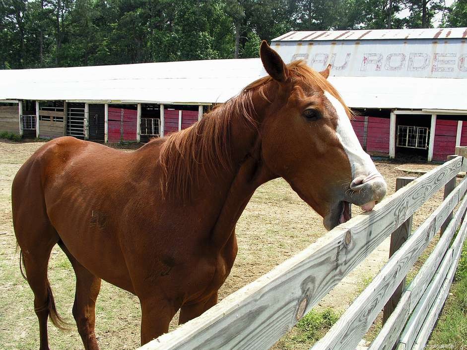 Understanding Horse Cribbing: Causes, Symptoms, and Management
