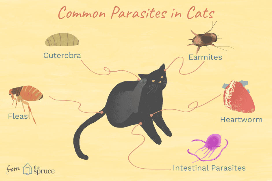 Common Cat Parasites: Worms, Mites, Ticks & More—What You Need to Know
