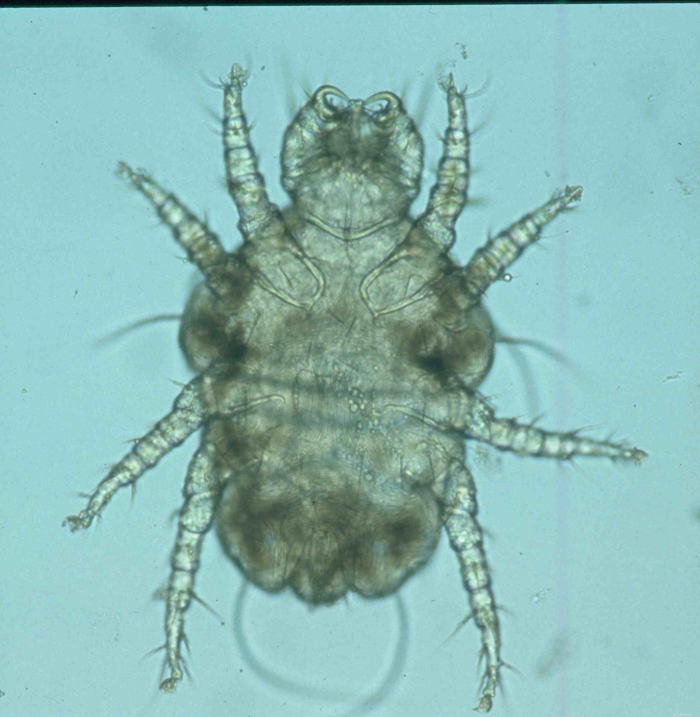 Common Cat Parasites: Worms, Mites, Ticks & More—What You Need to Know