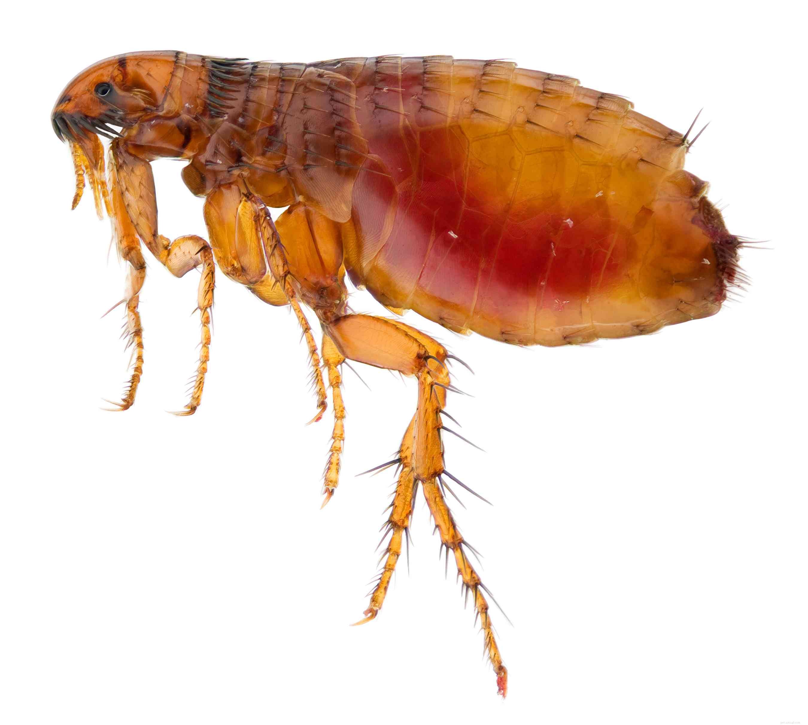 Common Cat Parasites: Worms, Mites, Ticks & More—What You Need to Know
