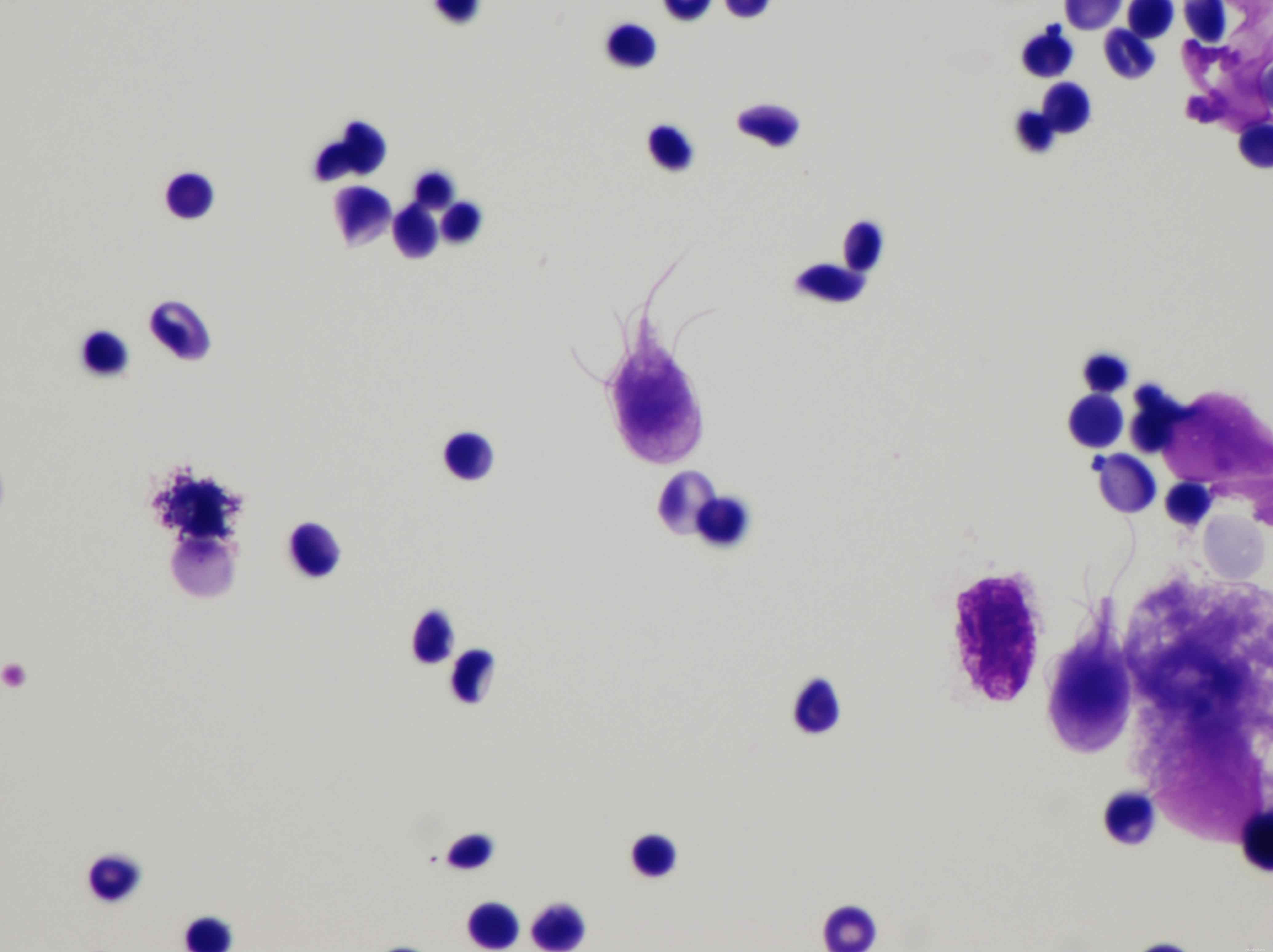Common Cat Parasites: Worms, Mites, Ticks & More—What You Need to Know