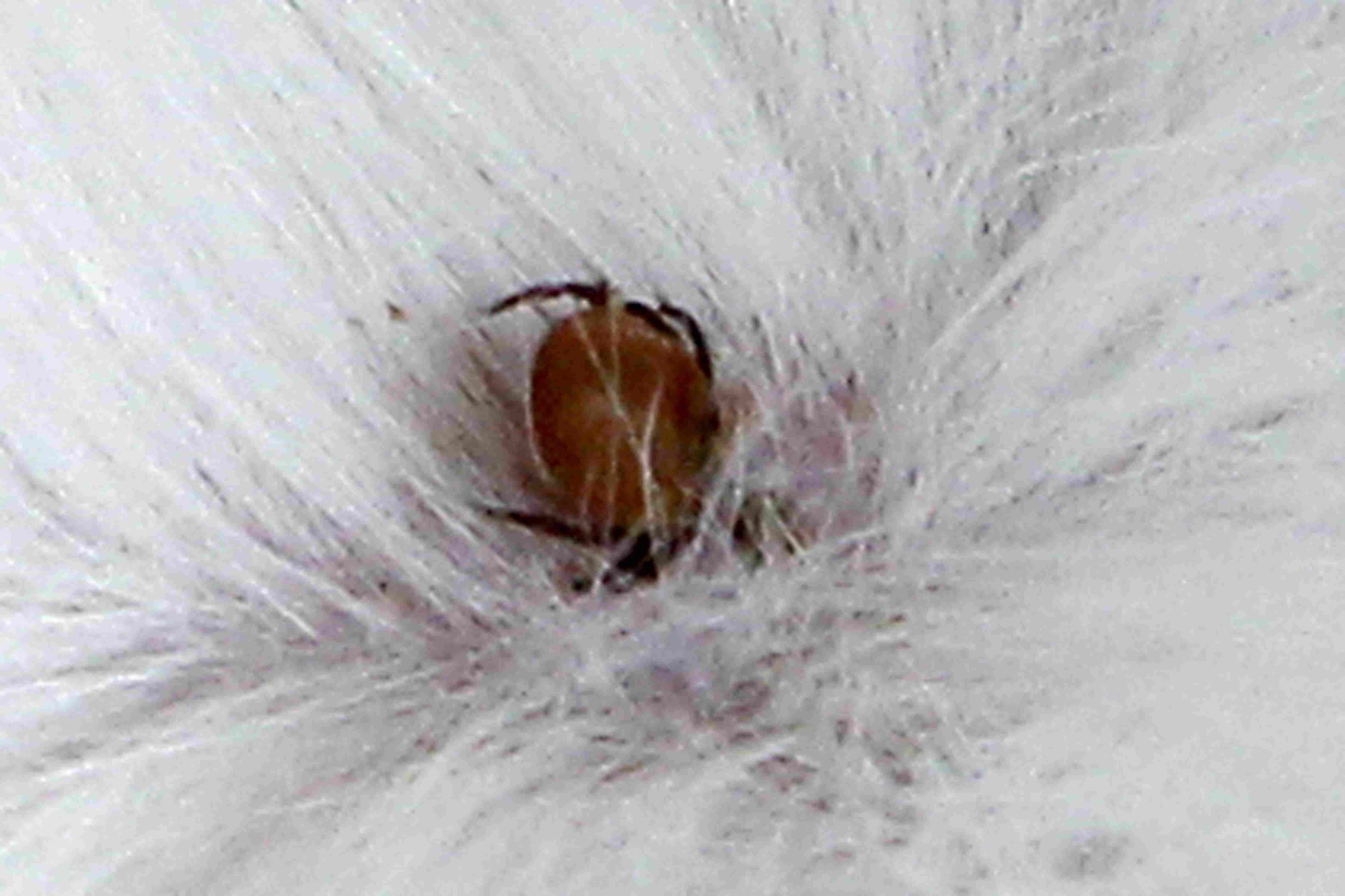 Common Cat Parasites: Worms, Mites, Ticks & More—What You Need to Know