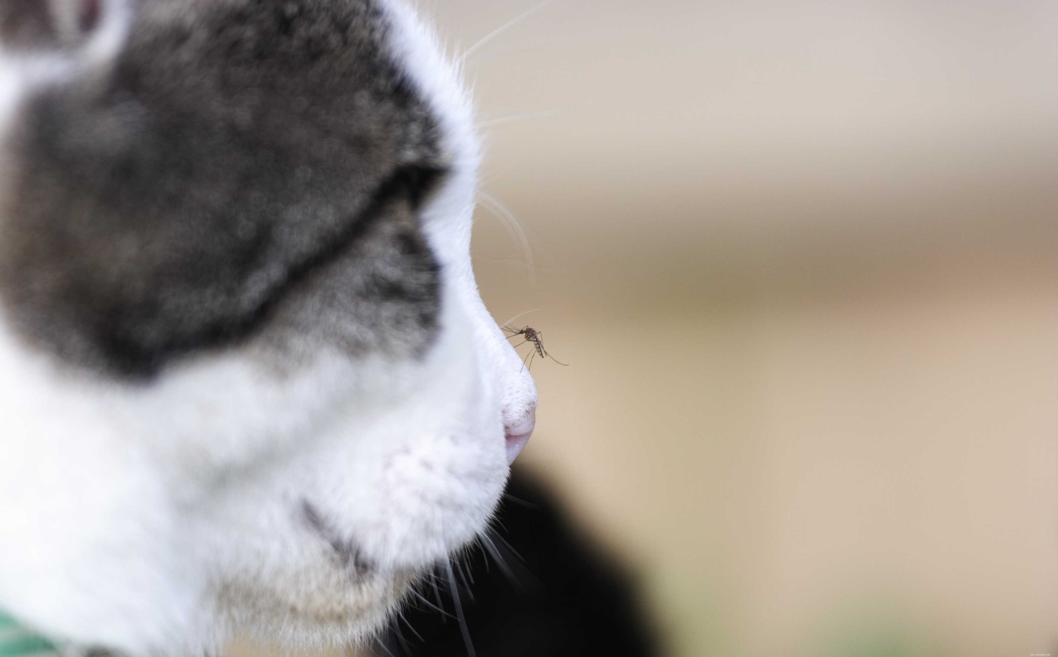 Common Cat Parasites: Worms, Mites, Ticks & More—What You Need to Know