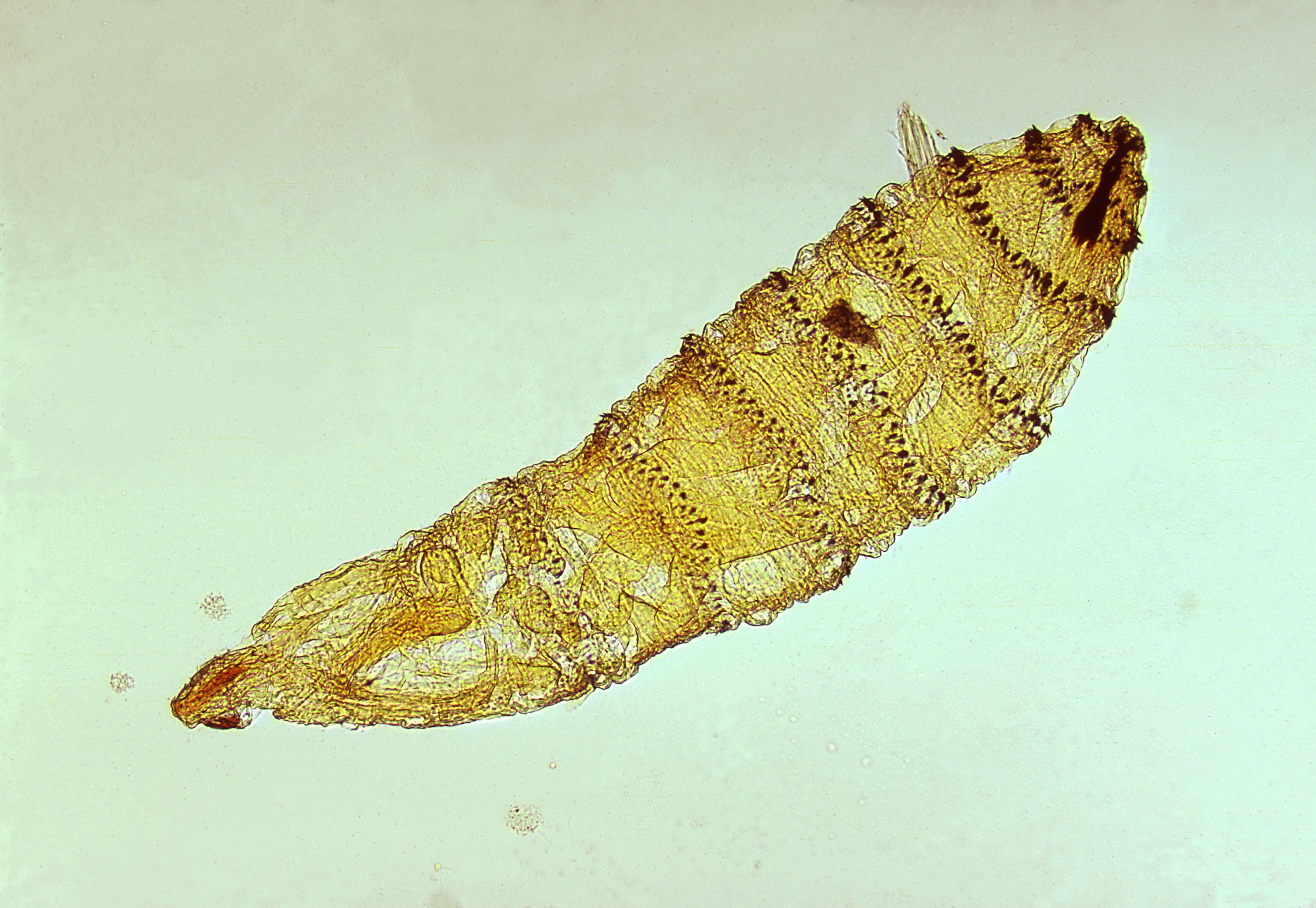 Common Cat Parasites: Worms, Mites, Ticks & More—What You Need to Know