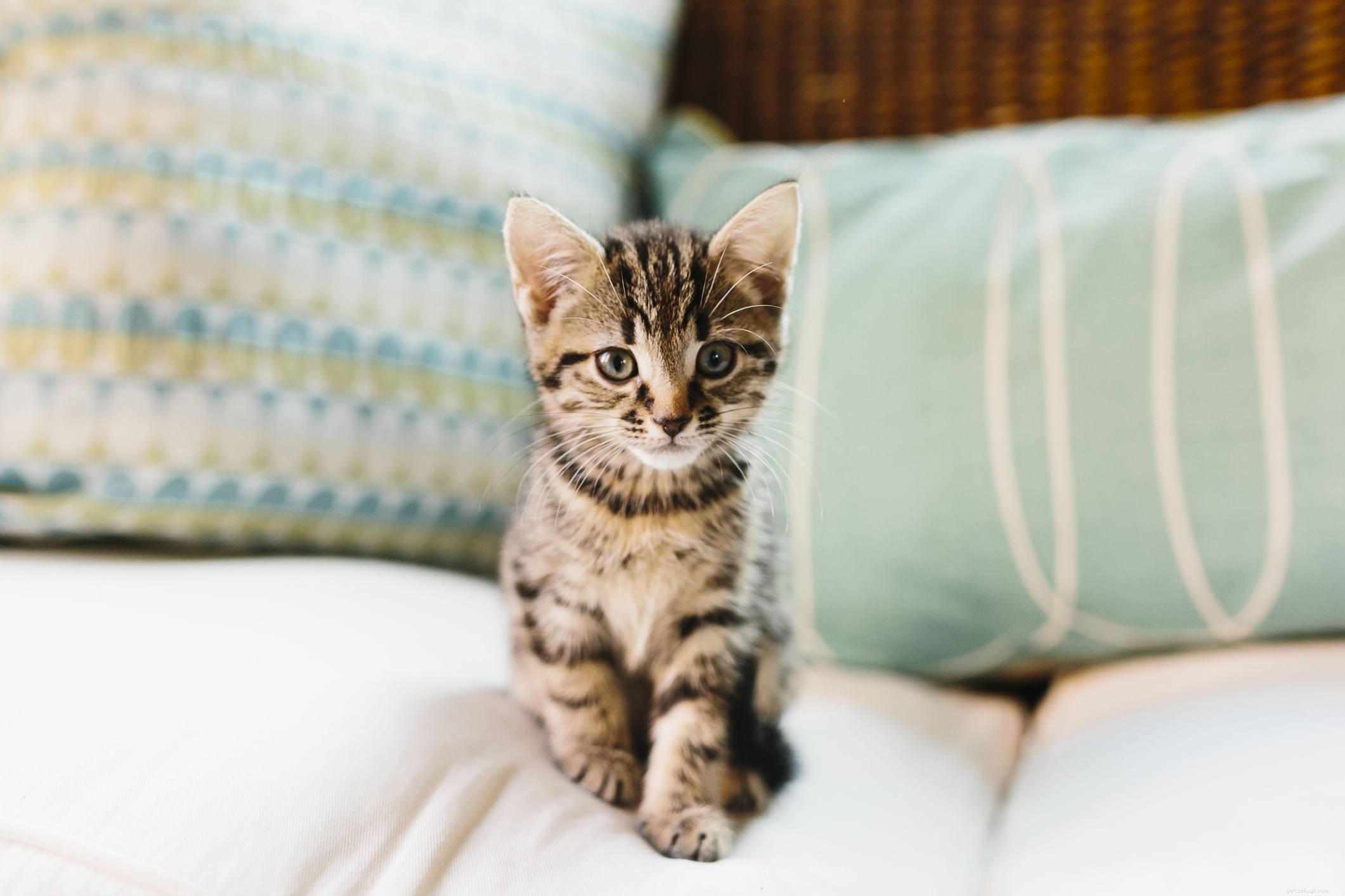 Understanding Your Cat s Life Stages: Nutrition, Activity, and Care