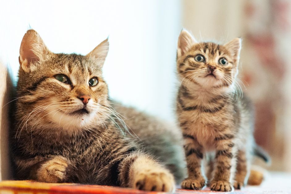 Understanding Your Cat s Life Stages: Nutrition, Activity, and Care