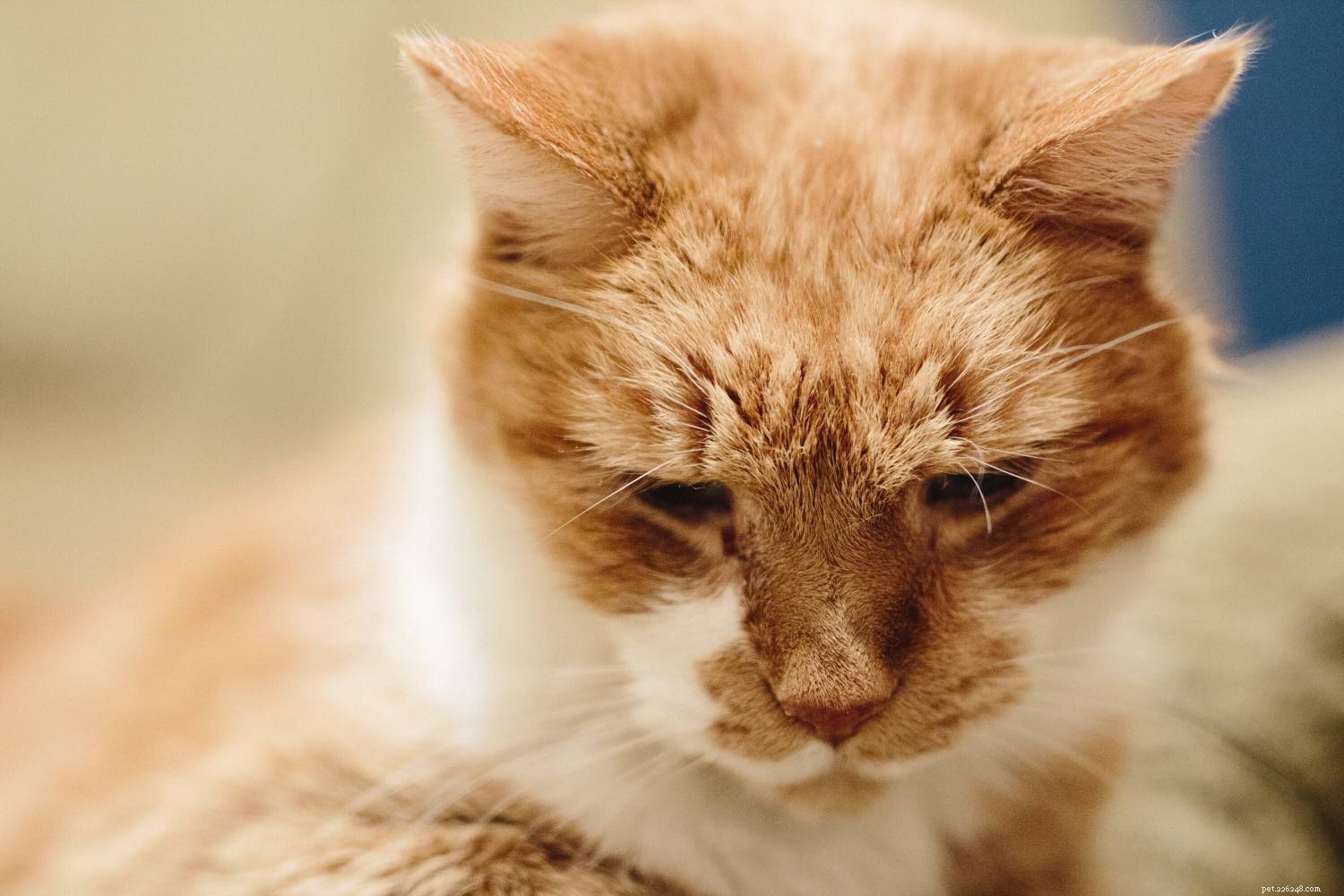 Understanding Your Cat s Life Stages: Nutrition, Activity, and Care