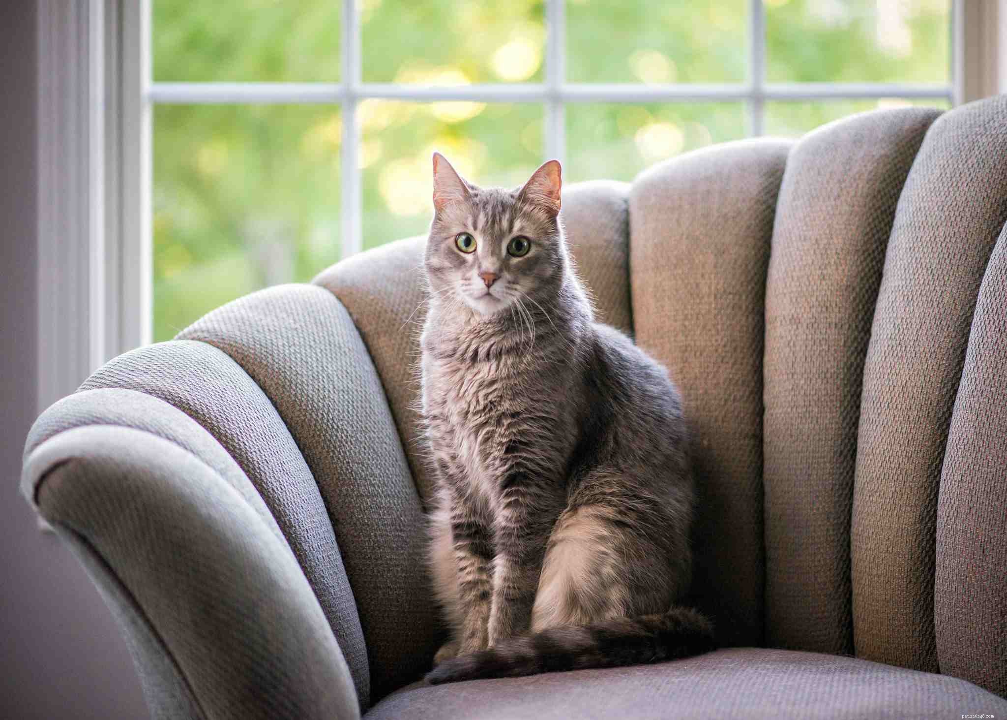 Understanding Your Cat s Life Stages: Nutrition, Activity, and Care