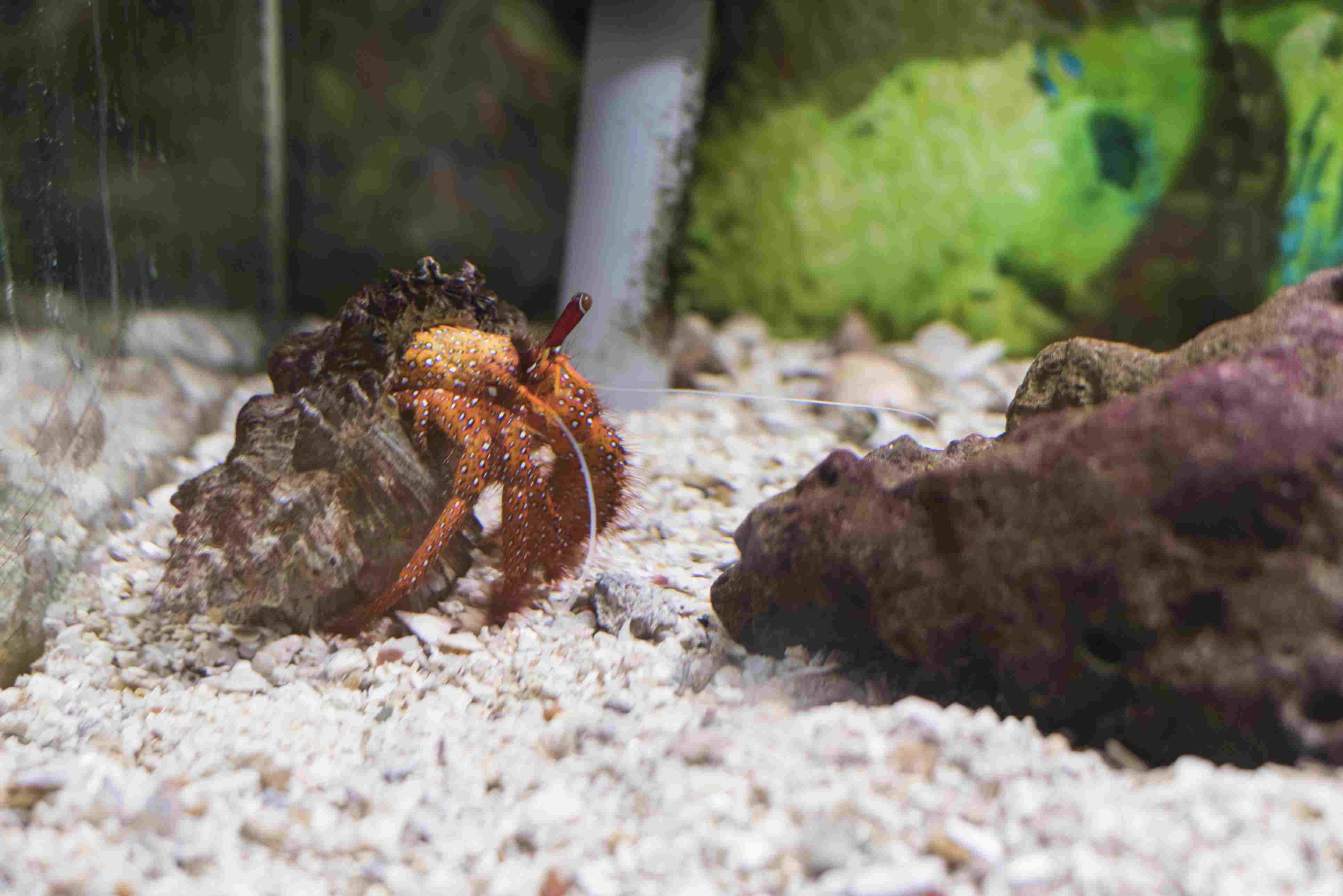 Efficiently Cycle Your Saltwater Aquarium Using Live Rock: A Step‑by‑Step Guide