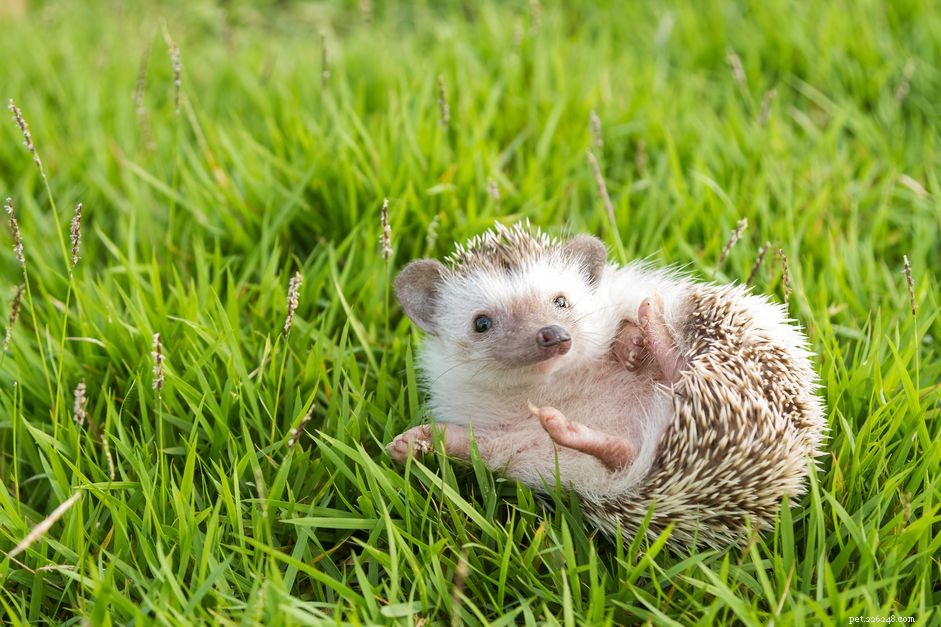 Understanding Wobbly Hedgehog Syndrome: Symptoms, Causes, and Care