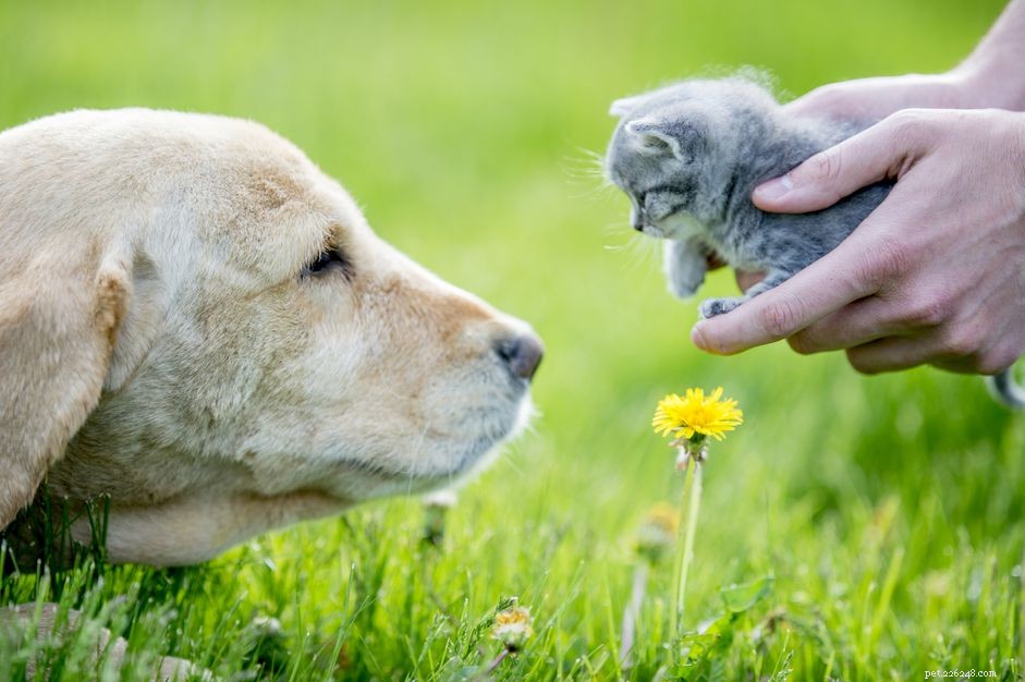 Protect Your Pet from Ringworm: Prevention Tips & Facts