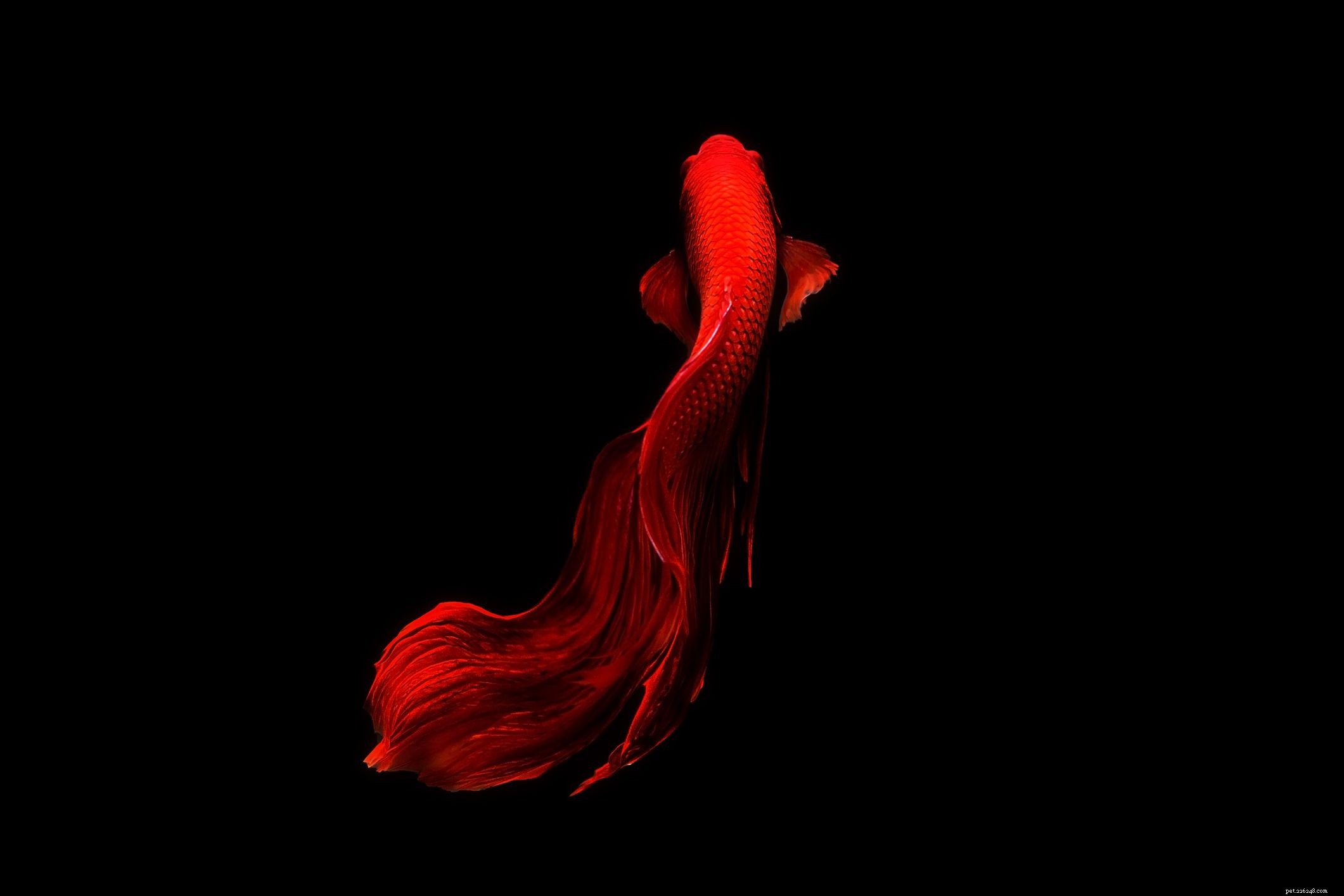 How to Tell if Your Betta Fish Is Overweight – Signs, Causes, and Prevention