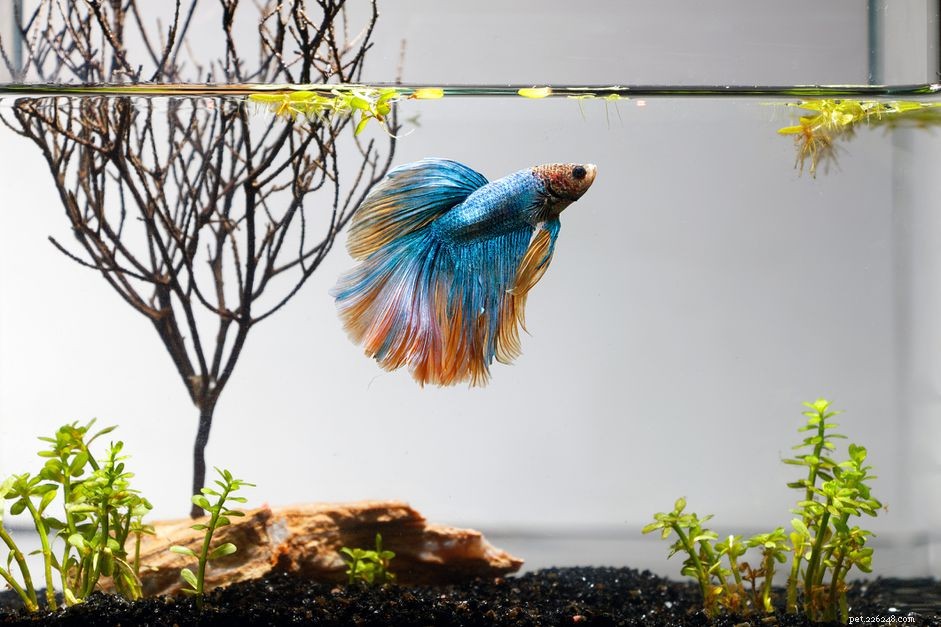 How to Tell if Your Betta Fish Is Overweight – Signs, Causes, and Prevention
