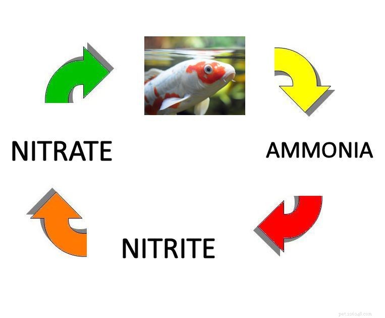 Mastering the Aquarium Nitrogen Cycle: A Guide to Healthy Fish & Stable Water