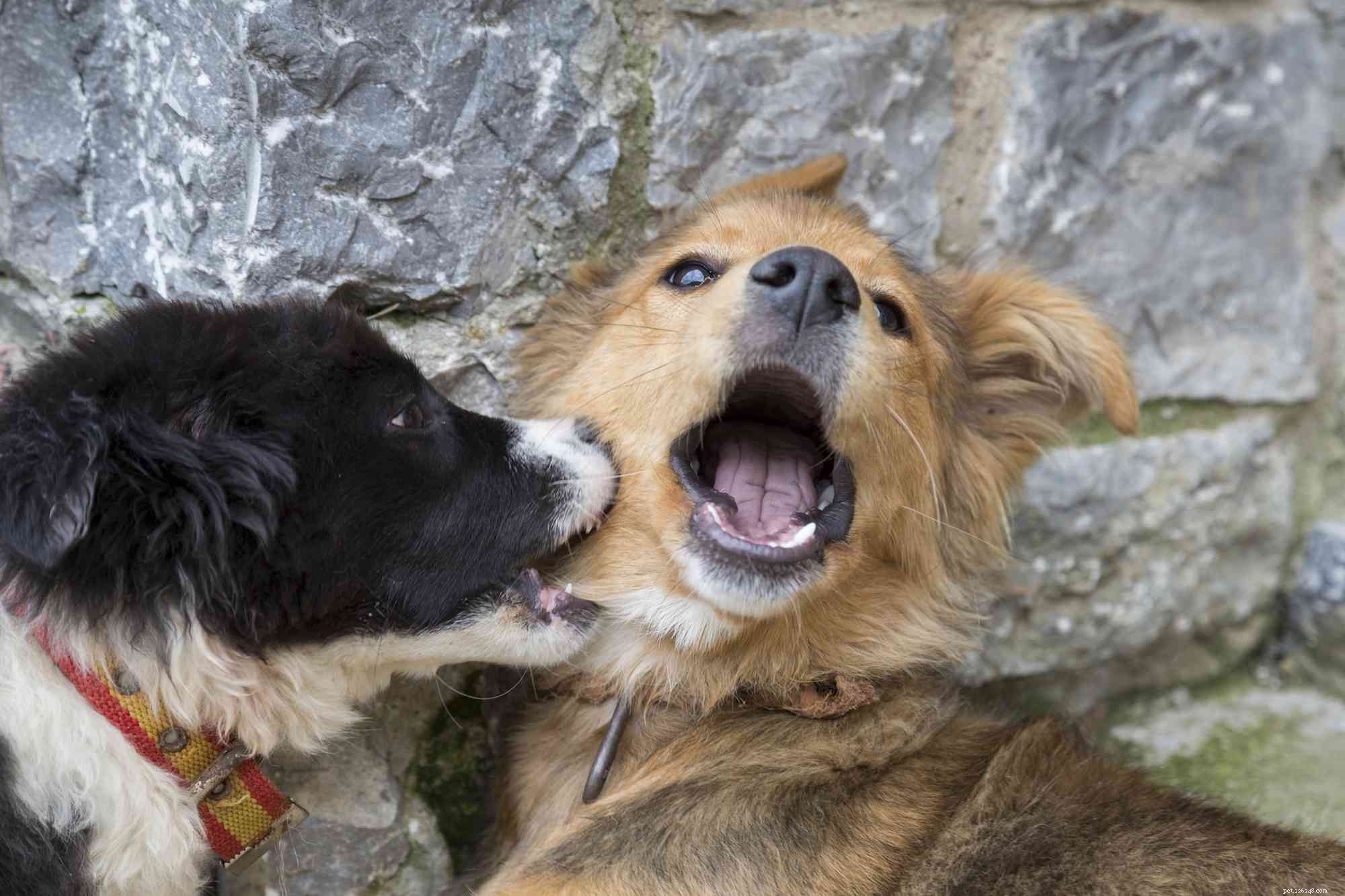 Pet First Aid: Expert Steps to Treat Your Dog s Animal Bite Safely