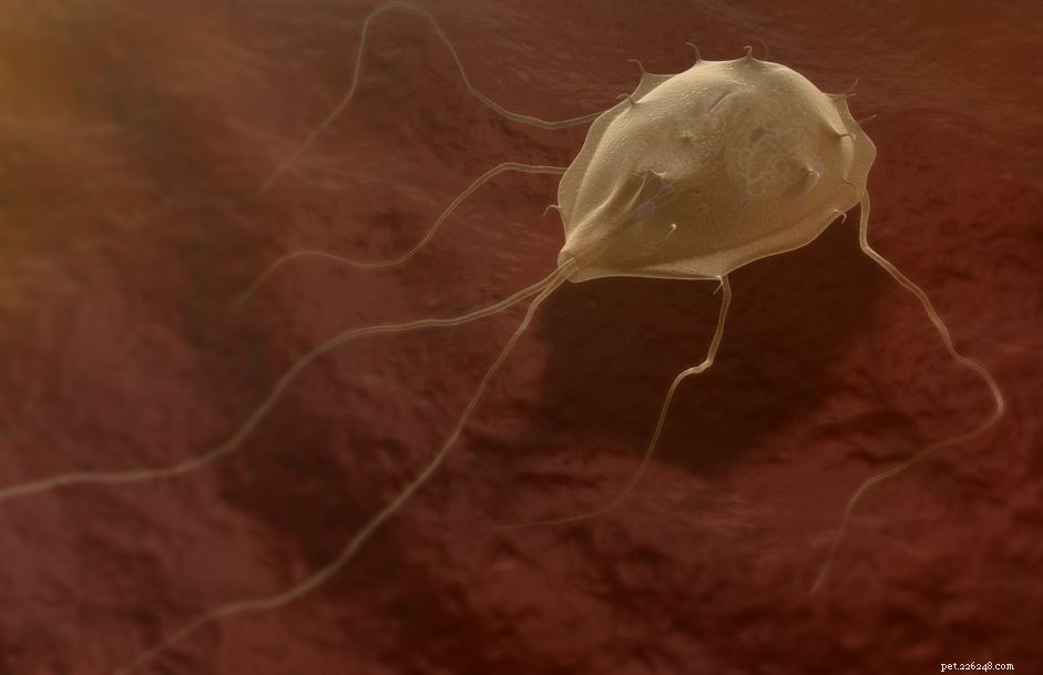 Giardiasis in Cats: Symptoms, Causes, and Treatment Guide