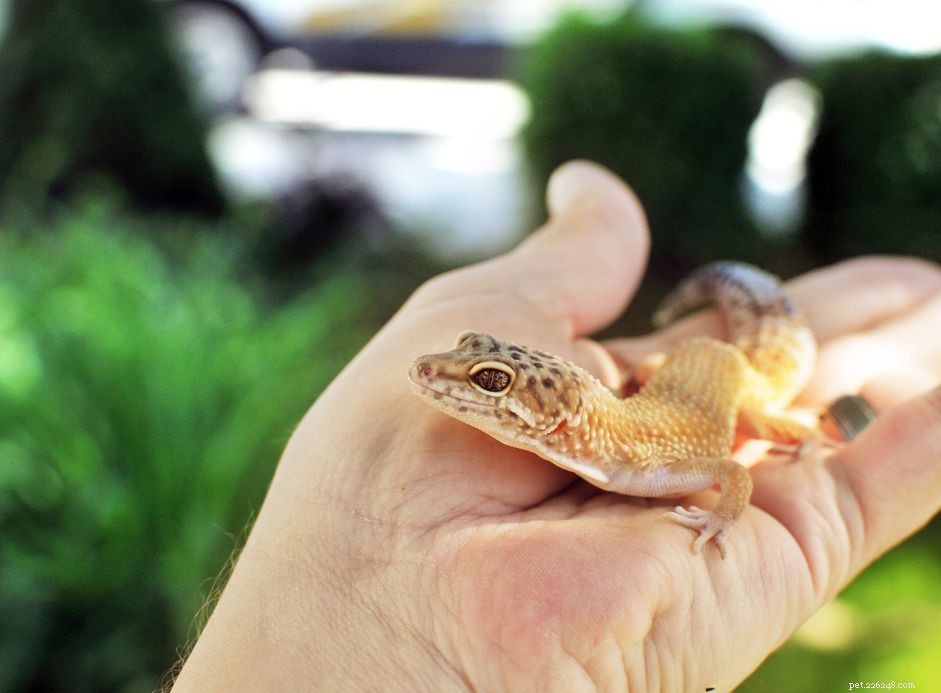 Do Leopard Geckos Require UVB Light? Essential Care Guide