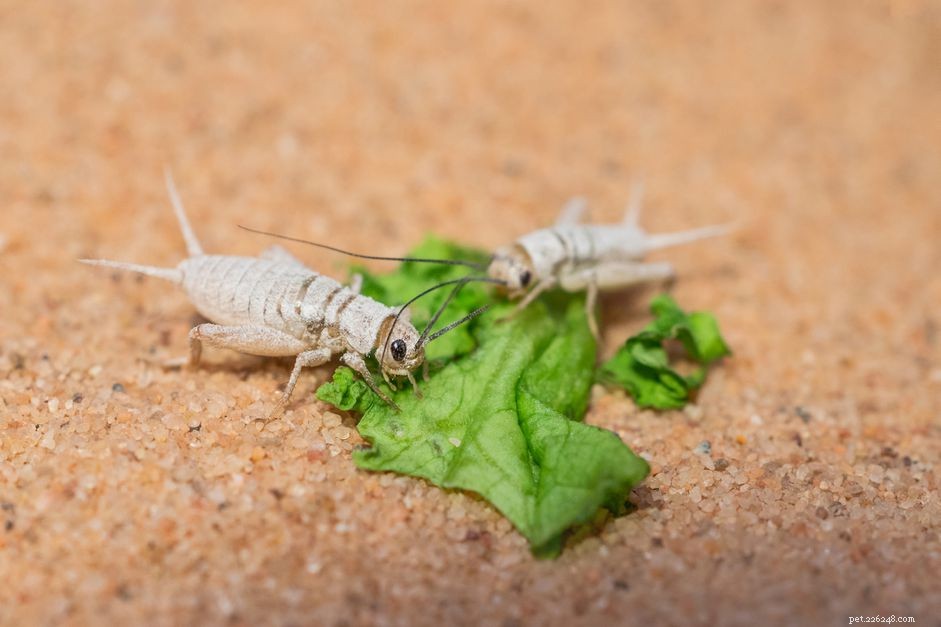 The Science of Gut Loading: Boosting Nutritional Value for Reptile and Amphibian Feeds