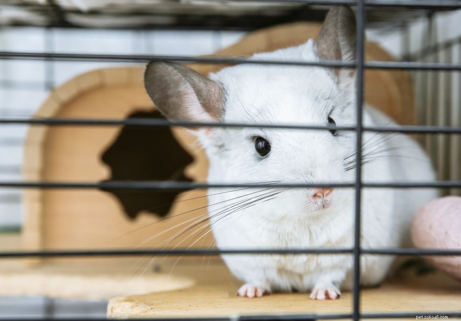Do Chinchillas Get Wet? Understanding Their Unique Grooming Habits