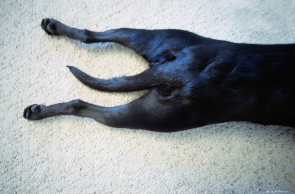How to Identify and Treat Your Dog’s Anal Gland Issues