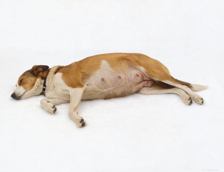 Dog Pregnancy FAQ: Key Answers for Owners